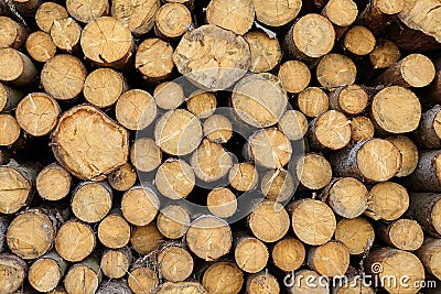 Tree felling. Deforestation. Logging trees. Ð¡ut timber logs background. Wood is a renewable source of energy Stock Photo